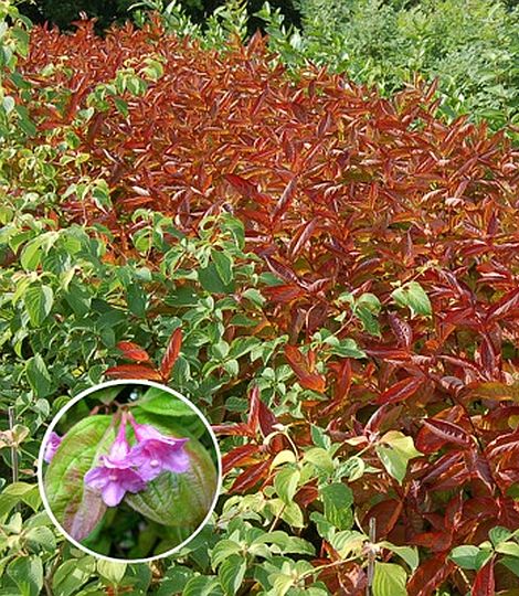 WEIGELA florida 'Wings of Fire'